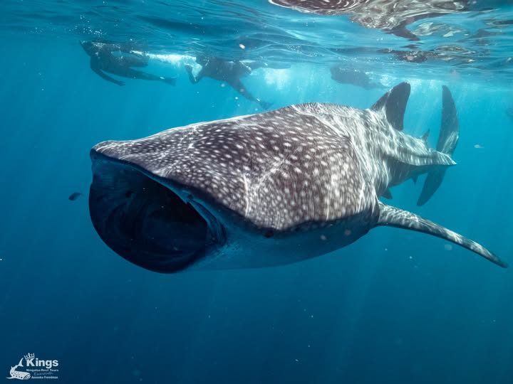 A whale shark swimming straight towards the camera with snorkellers above