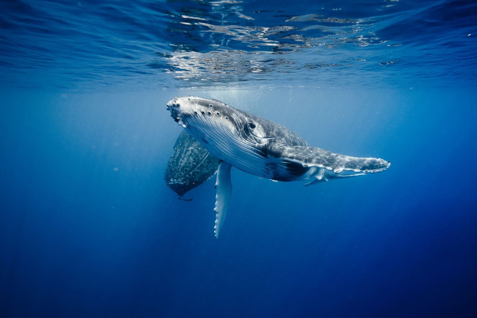 A humpback whale calf swimming in deep blue water